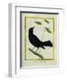 Great-Tailed Grackle-Georges-Louis Buffon-Framed Giclee Print