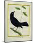 Great-Tailed Grackle-Georges-Louis Buffon-Mounted Giclee Print