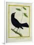 Great-Tailed Grackle-Georges-Louis Buffon-Framed Giclee Print