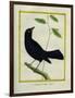 Great-Tailed Grackle-Georges-Louis Buffon-Framed Giclee Print