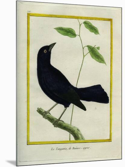 Great-Tailed Grackle-Georges-Louis Buffon-Mounted Giclee Print