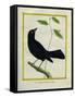 Great-Tailed Grackle-Georges-Louis Buffon-Framed Stretched Canvas