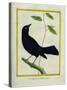 Great-Tailed Grackle-Georges-Louis Buffon-Stretched Canvas