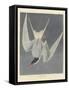 Great Tern, 1836-John James Audubon-Framed Stretched Canvas