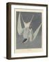 Great Tern, 1836-John James Audubon-Framed Giclee Print