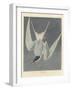 Great Tern, 1836-John James Audubon-Framed Giclee Print