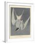 Great Tern, 1836-John James Audubon-Framed Giclee Print