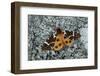 Great tiger moth, Lac-Drolet, province, Quebec, Canada-Robert Thompson-Framed Photographic Print