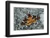 Great tiger moth, Lac-Drolet, province, Quebec, Canada-Robert Thompson-Framed Photographic Print