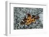 Great tiger moth, Lac-Drolet, province, Quebec, Canada-Robert Thompson-Framed Photographic Print