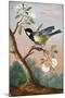 Great tit on a branch of a fruit tree-Barbara Regina Dietzsch-Mounted Giclee Print