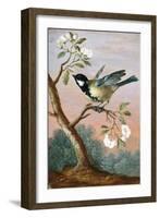 Great tit on a branch of a fruit tree-Barbara Regina Dietzsch-Framed Giclee Print