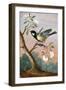 Great tit on a branch of a fruit tree-Barbara Regina Dietzsch-Framed Giclee Print