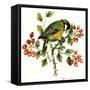 Great Tit on Hawthorn-Nell Hill-Framed Stretched Canvas