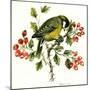Great Tit on Hawthorn-Nell Hill-Mounted Giclee Print