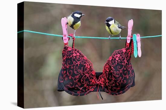 Great Tit (Parus major) adult male and female, perched on washing line with bra, England-Gianpiero Ferrari-Stretched Canvas