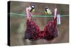 Great Tit (Parus major) adult male and female, perched on washing line with bra, England-Gianpiero Ferrari-Stretched Canvas