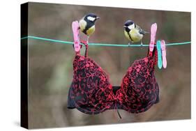 Great Tit (Parus major) adult male and female, perched on washing line with bra, England-Gianpiero Ferrari-Stretched Canvas