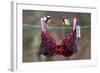 Great Tit (Parus major) adult male and female, perched on washing line with bra, England-Gianpiero Ferrari-Framed Photographic Print