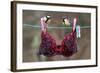 Great Tit (Parus major) adult male and female, perched on washing line with bra, England-Gianpiero Ferrari-Framed Photographic Print