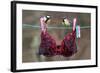 Great Tit (Parus major) adult male and female, perched on washing line with bra, England-Gianpiero Ferrari-Framed Photographic Print