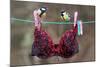 Great Tit (Parus major) adult male and female, perched on washing line with bra, England-Gianpiero Ferrari-Mounted Photographic Print