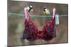 Great Tit (Parus major) adult male and female, perched on washing line with bra, England-Gianpiero Ferrari-Mounted Photographic Print