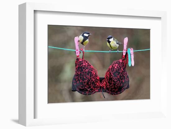 Great Tit (Parus major) adult male and female, perched on washing line with bra, England-Gianpiero Ferrari-Framed Photographic Print