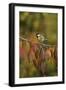 Great Tit (Parus major), adult perched on autumn branch of Cherry tree, Oberaegeri, Switzerland-Rolf Nussbaumer-Framed Photographic Print