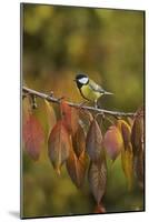 Great Tit (Parus major), adult perched on autumn branch of Cherry tree, Oberaegeri, Switzerland-Rolf Nussbaumer-Mounted Photographic Print