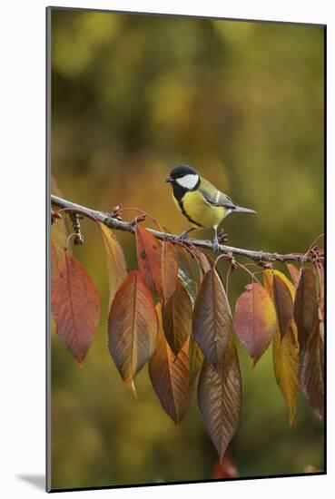 Great Tit (Parus major), adult perched on autumn branch of Cherry tree, Oberaegeri, Switzerland-Rolf Nussbaumer-Mounted Photographic Print