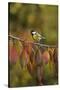 Great Tit (Parus major), adult perched on autumn branch of Cherry tree, Oberaegeri, Switzerland-Rolf Nussbaumer-Stretched Canvas