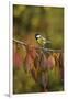 Great Tit (Parus major), adult perched on autumn branch of Cherry tree, Oberaegeri, Switzerland-Rolf Nussbaumer-Framed Photographic Print