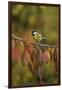 Great Tit (Parus major), adult perched on autumn branch of Cherry tree, Oberaegeri, Switzerland-Rolf Nussbaumer-Framed Photographic Print