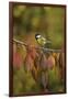 Great Tit (Parus major), adult perched on autumn branch of Cherry tree, Oberaegeri, Switzerland-Rolf Nussbaumer-Framed Photographic Print