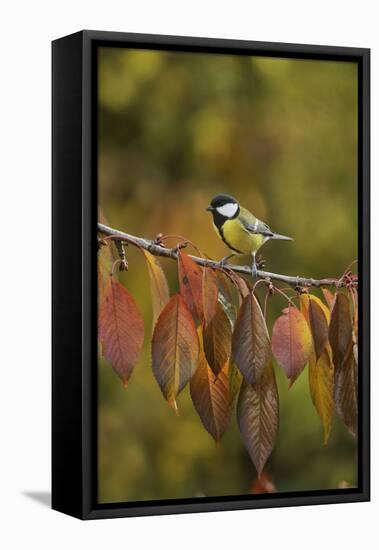 Great Tit (Parus major), adult perched on autumn branch of Cherry tree, Oberaegeri, Switzerland-Rolf Nussbaumer-Framed Stretched Canvas