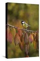 Great Tit (Parus major), adult perched on autumn branch of Cherry tree, Oberaegeri, Switzerland-Rolf Nussbaumer-Stretched Canvas