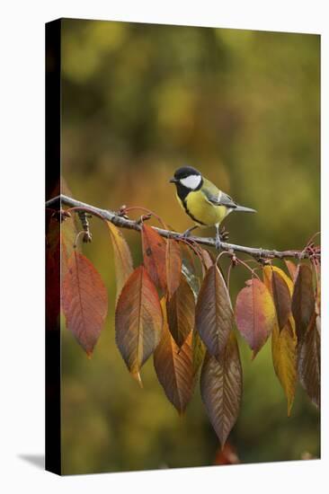 Great Tit (Parus major), adult perched on autumn branch of Cherry tree, Oberaegeri, Switzerland-Rolf Nussbaumer-Stretched Canvas