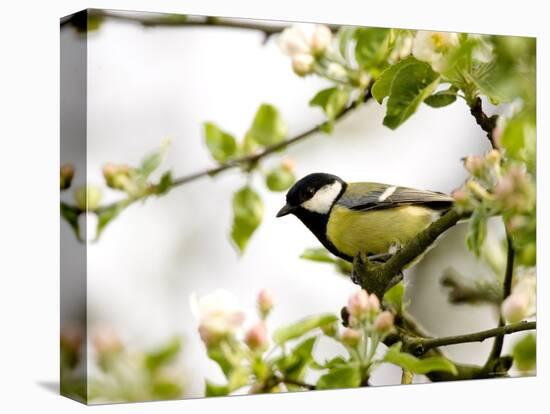 Great Tit (Parus Major) in Apple Tree, Bielefeld, Nordrhein Westfalen, Germany-Thorsten Milse-Stretched Canvas