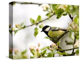 Great Tit (Parus Major) in Apple Tree, Bielefeld, Nordrhein Westfalen, Germany-Thorsten Milse-Stretched Canvas