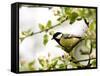 Great Tit (Parus Major) in Apple Tree, Bielefeld, Nordrhein Westfalen, Germany-Thorsten Milse-Framed Stretched Canvas