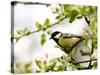 Great Tit (Parus Major) in Apple Tree, Bielefeld, Nordrhein Westfalen, Germany-Thorsten Milse-Stretched Canvas