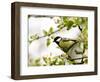 Great Tit (Parus Major) in Apple Tree, Bielefeld, Nordrhein Westfalen, Germany-Thorsten Milse-Framed Photographic Print