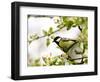 Great Tit (Parus Major) in Apple Tree, Bielefeld, Nordrhein Westfalen, Germany-Thorsten Milse-Framed Photographic Print