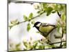 Great Tit (Parus Major) in Apple Tree, Bielefeld, Nordrhein Westfalen, Germany-Thorsten Milse-Mounted Photographic Print