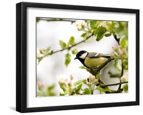 Great Tit (Parus Major) in Apple Tree, Bielefeld, Nordrhein Westfalen, Germany-Thorsten Milse-Framed Photographic Print