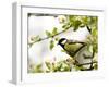 Great Tit (Parus Major) in Apple Tree, Bielefeld, Nordrhein Westfalen, Germany-Thorsten Milse-Framed Photographic Print