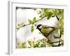 Great Tit (Parus Major) in Apple Tree, Bielefeld, Nordrhein Westfalen, Germany-Thorsten Milse-Framed Photographic Print