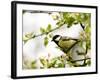 Great Tit (Parus Major) in Apple Tree, Bielefeld, Nordrhein Westfalen, Germany-Thorsten Milse-Framed Photographic Print