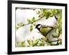 Great Tit (Parus Major) in Apple Tree, Bielefeld, Nordrhein Westfalen, Germany-Thorsten Milse-Framed Photographic Print